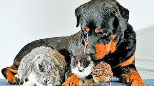 Rottweilerul Dave e mamica tuturor