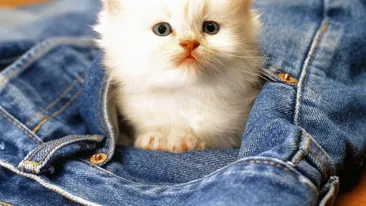 N-o să-ţi vină să crezi! Anunţul pus de un român pe un site de vânzări:Pisica a înghiţit un medalion de aur, o vând!