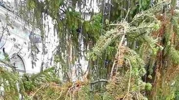 Bradul de la Huși a ajuns pe rețelele de socializare: ”L-or fi primit de pomană!”