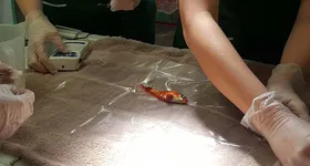 Galerie foto - poza 1