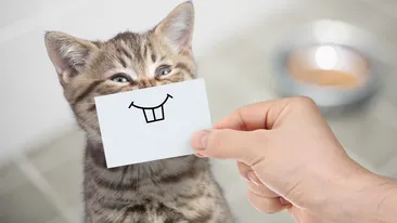 Bancul zilei | Jane își ia țeapa vieții