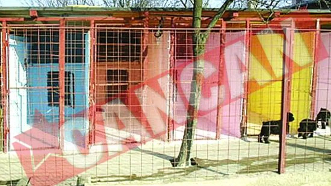 Terapie prin culori si muzica pentru cainii de companie