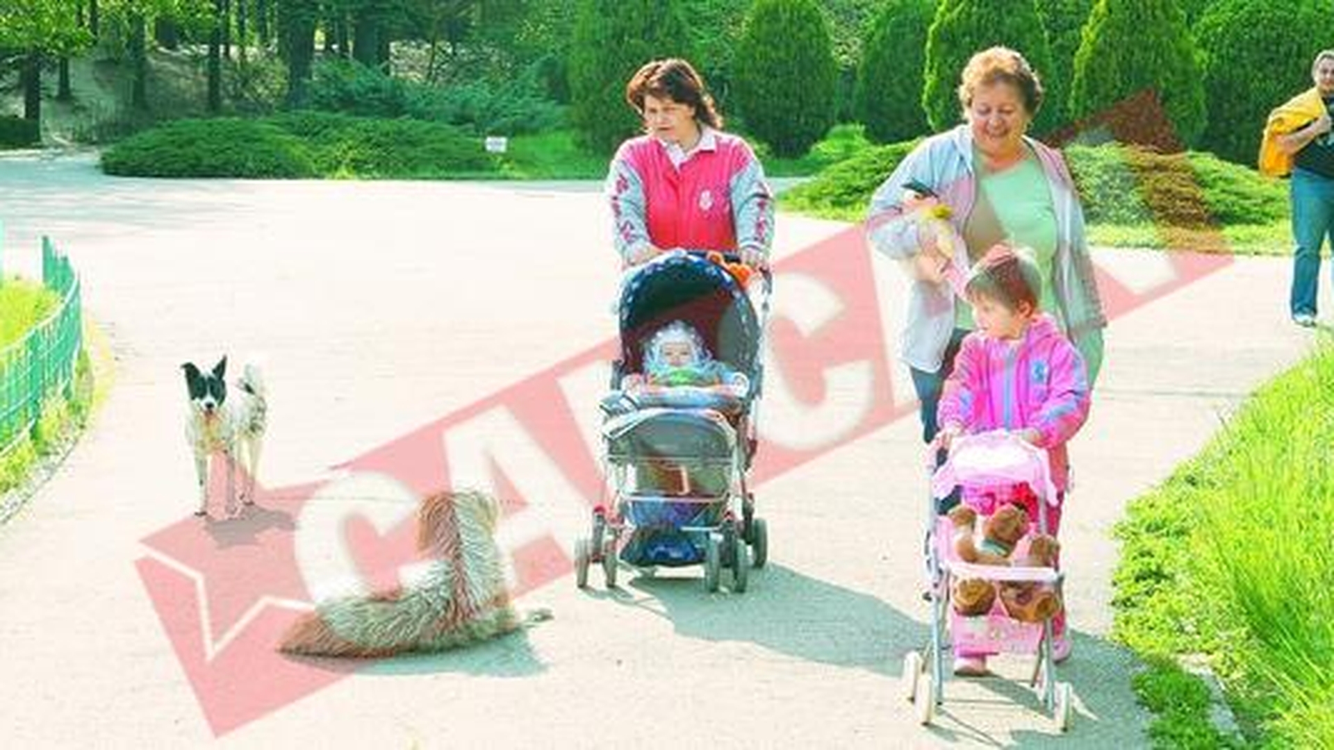Atentie, ne imbolnavesc maidanezii!