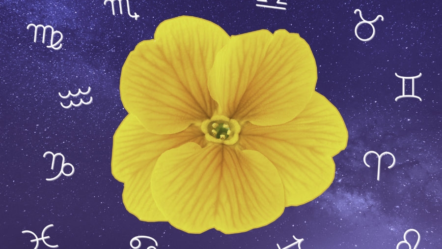 Horoscop de mărțișor. Care sunt zodiile care vor radia ca razele soarelui în primele zile din martie
