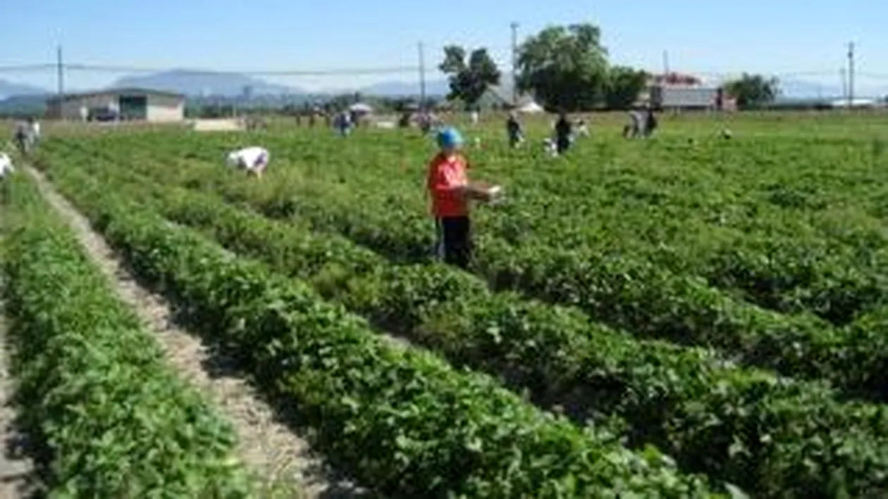 Spaniolii nu isi pot gasi de lucru in fermele din Spania din cauza strainilor, inclusiv romani