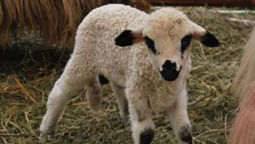 Polițist din Bistrița, condamnat pentru că a luat șpagă un miel, țuică și vin