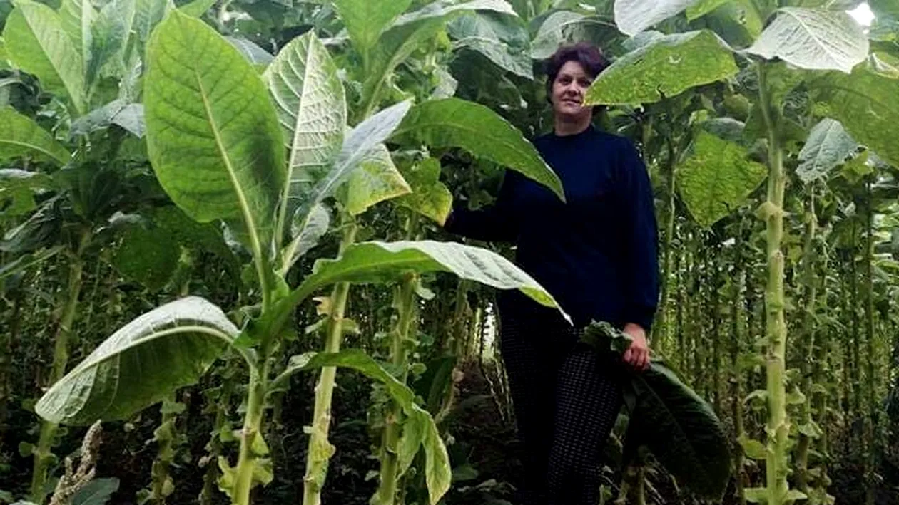 E producţie-record de tutun în Dolj: O olteancă a obținut 2000 de kilograme la hectar. Plantele depășesc lejer trei metri în înălțime