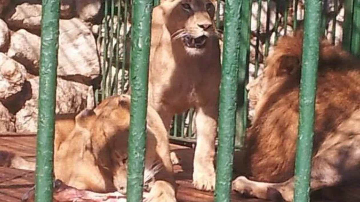 Imaginile care il vor emotiona pana la lacrimi pe Nutu Camataru! Ursii si leii lui au ajuns de nerecunoscut!