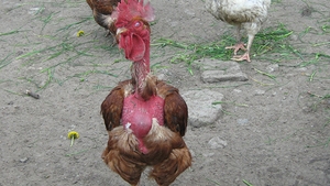 BANCUL ZILEI: O gaina produce un ou de juma' de kg