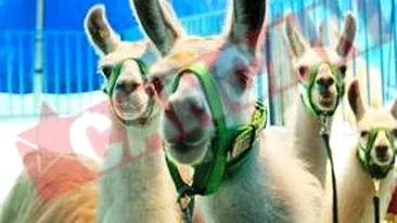 Obligati sa poarte masti la Circ!