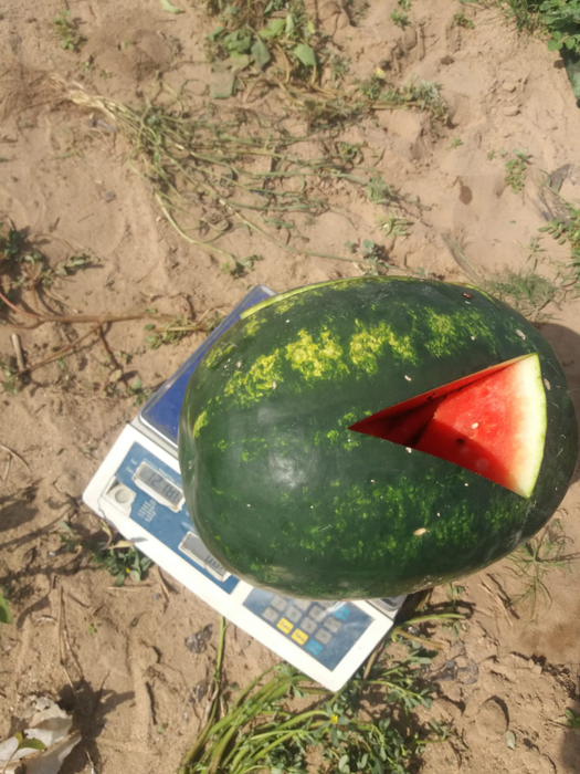 Pepenii de Dăbuleni au început să se coacă