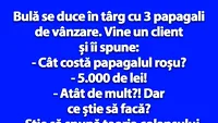 BANC | Bulă se duce în târg cu 3 papagali de vânzare