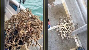 A crezut că e o plantă uscată, dar când a atins-o a avut parte de șocul vieții. Oamenii au luat foc după ce au văzut imaginile pe internet VIDEO