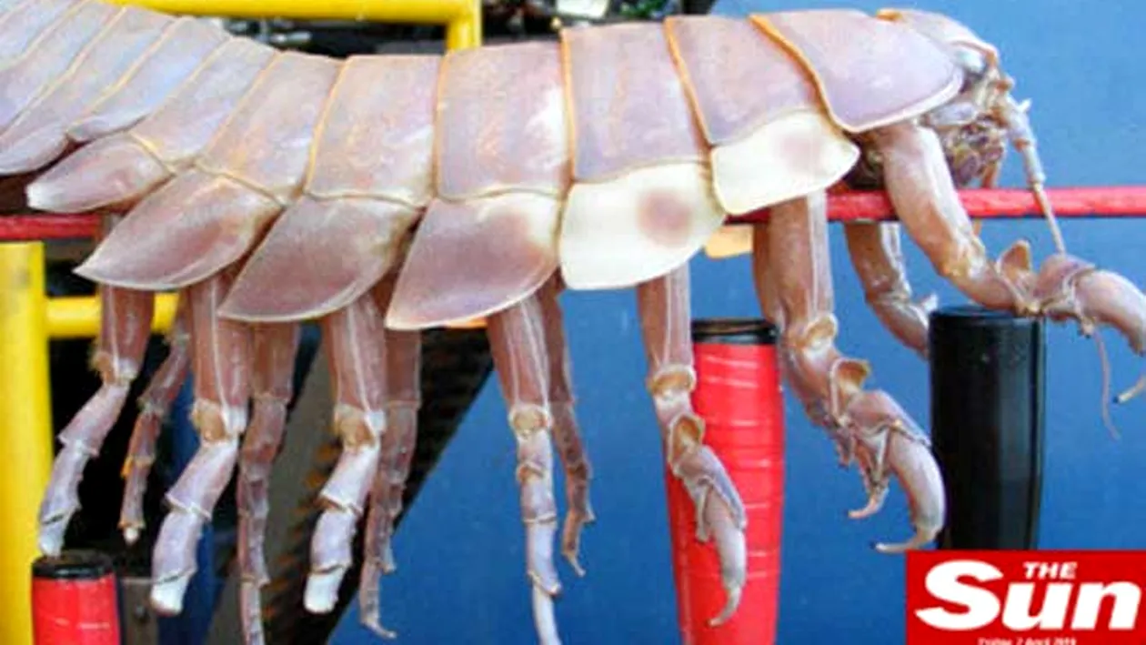 Monstru marin descoperit in Golful Mexicului!