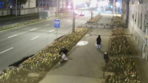 Riscă de 3 la 10 ani de închisoare pentru niște lalele! Două femei au fost prinse în timp ce furau florile plantate de Primărie