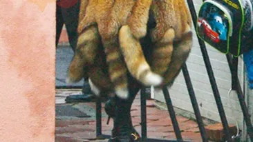 Romanita, cu haita de vulpi la plimbare