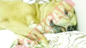 Tumora cat mingea de fotbal, la un pitbull