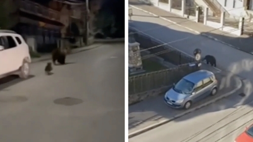 Bărbat din Buşteni, întâlnire de gradul 1 cu o ursoaică cu puiul ei, în Bușteni. Deznodământul final