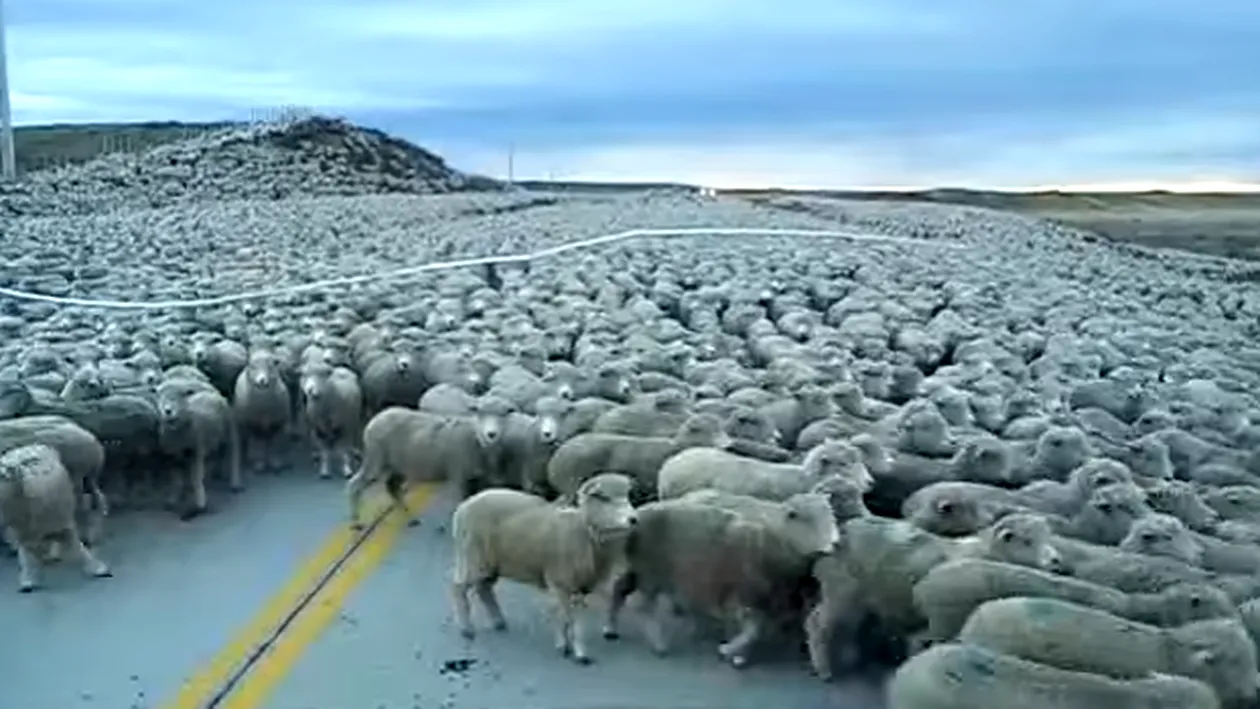 Autostrada Soarelui blocată pe o bandă, la Cernavodă, de ciobani care au trecut podul cu sute de oi