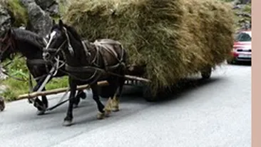 Un barbat din Caras-Severin a murit strivit de rotile carutei in care se afla