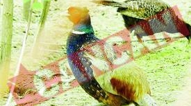 Primarul din Gura Foii are parc Zoo in curte Hobby.