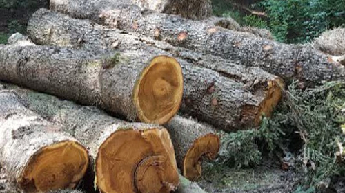 Defrişări la Sinaia în Parcul Natural Bucegi