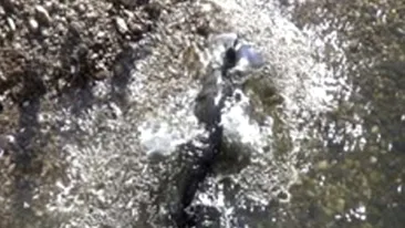 Imagini captivante! Cum atacă somnii porumbeii care beau apă dintr-un râu!