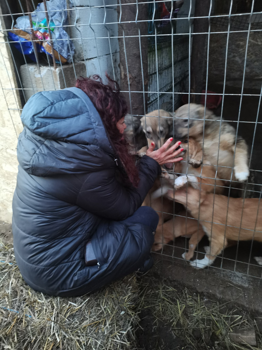 O mică parte din câinii aflați la adăpostul din Dolj