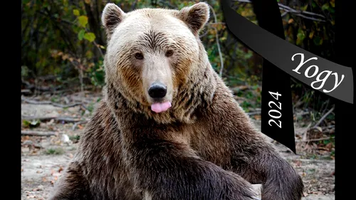 A murit Yogi, faimosul urs din Zărnești. Animalul a devenit cunoscut pentru că ocupa locul 2 în clasamentul celor mai bătrâni urși din lume