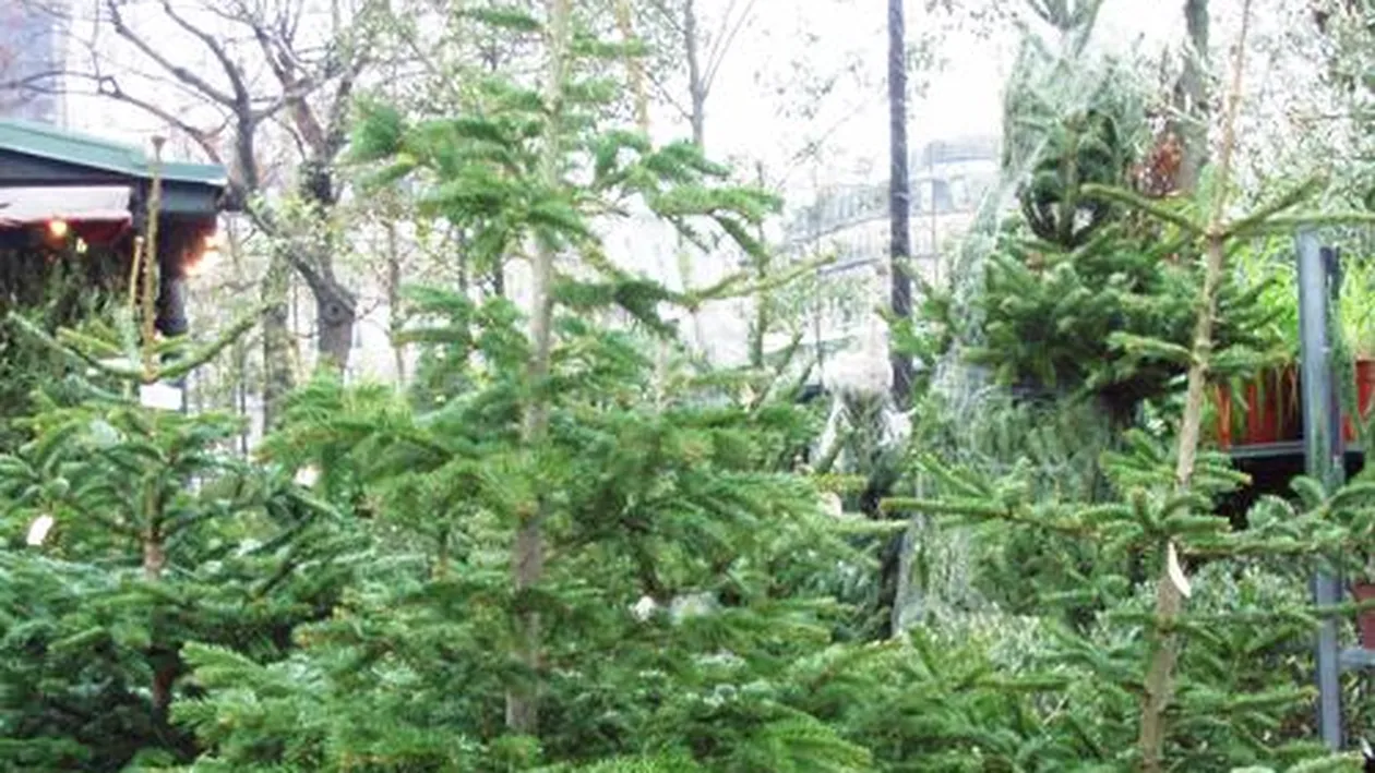 A inceput comercializarea brazilor de Craciun in Capitala!