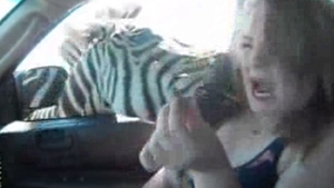 VIDEO Socant! O zebra s-a repezit la gatul unei fete care vroia sa o hraneasca si a muscat-o violent!