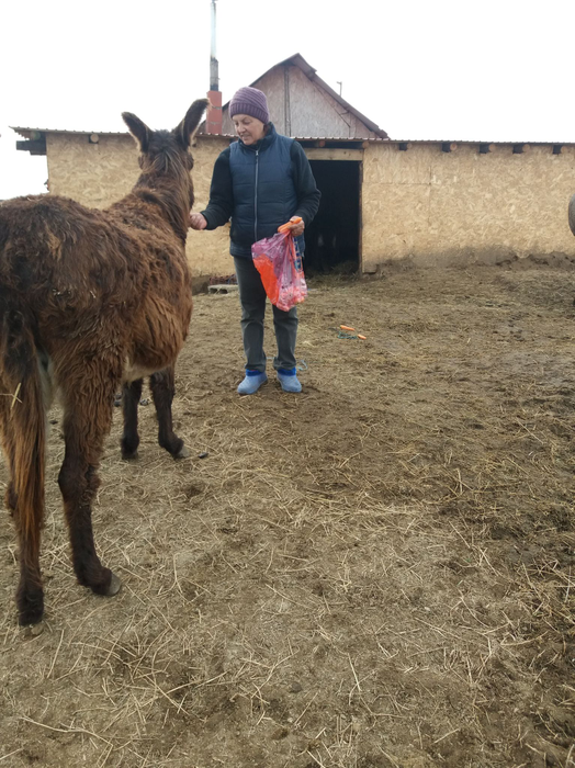 La adăpostul din Dolj se află 600 de câini, dar și 100 de cai și măgăruși
