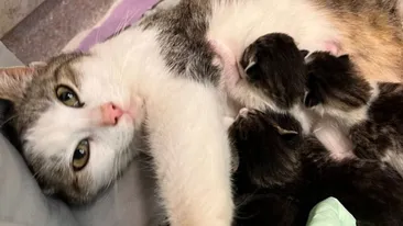 Înduioşător! O pisică a mers singură la spital, ca să îşi nască puii. S-a întâmplat în Iaşi