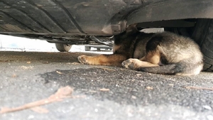 FOTO. Misiune inedită la Râmnicu Vâlcea: câine blocat cu capul în motorul unei maşini, salvat de pompieri