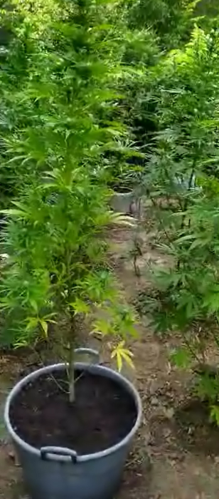 Dâmbovițeanul ascundea plantele de cannabis în vegetația înaltă