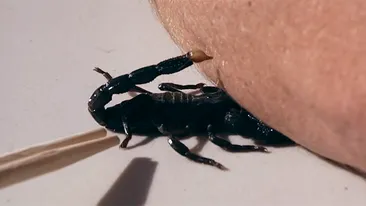 VIDEO Experiment infricosator! S-a lasat intepat de un scorpion si a filmat intreaga scena in slow motion