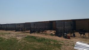 Ofertă inedită a Primăriei Calafat: Adopți un maidanez, pleci în excursie la Călimănești și la mănăstirea Cozia