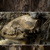 Locul misterios din Bihor unde au fost găsite oase de urși de cavernă! Ce pot vedea turiștii în interior