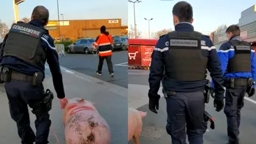 De-a râsu'-plânsu'! Ce s-a întâmplat cu un porc pe care românii se pregăteau să îl taie pentru sărbători. Oamenii legii au intervenit imediat