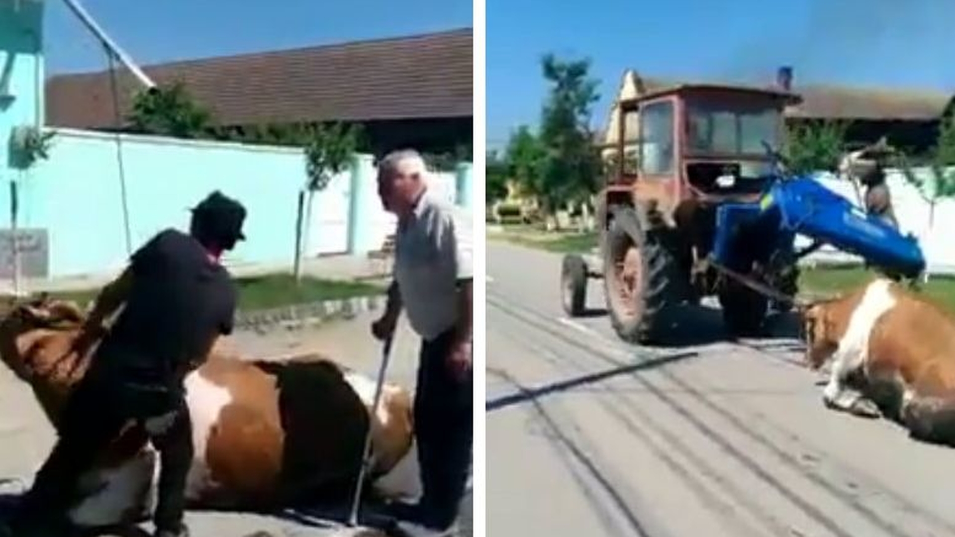 SOCANT! Au tras o vaca pe sosea, cu tractorul! Saraca bovina a fost chinuita cativa metri buni. Ce aberatie a scos pe gura stapanul ei VIDEO