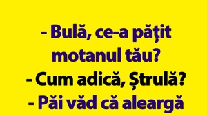 BANC | "Bulă, ce-a pățit motanul tău?"
