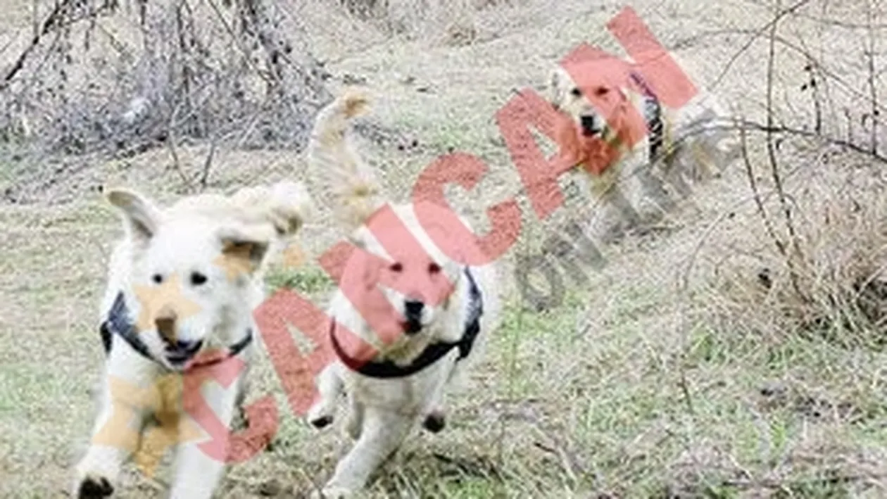 Antrenati sa ne scoata de sub ruine