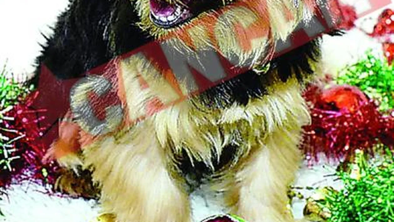 Catelul care a inghitit un glob