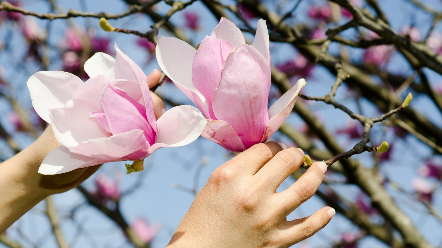 Locul din România numit „orașul florilor”! Imagini spectaculoase cu magnolii și cireși japonezi