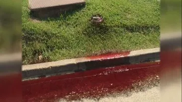 Iese sange din gazon, în faţa unei case funerare! Imagini şocante