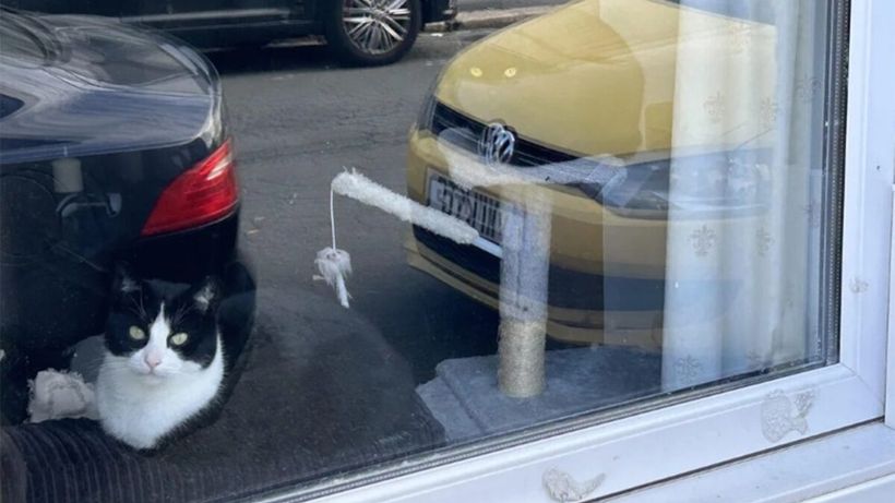 Test de inteligență | Toți oamenii văd o singură pisică în această fotografie, însă doar geniile o văd și pe cea de-a doua