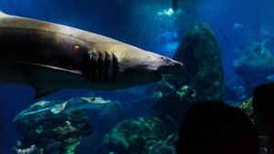 A fost devorat de rechin sub privirea împietrită a tatălui său. Evenimentul tulburător de la Hurgada dă un semnal de alarmă puternic turiștilor