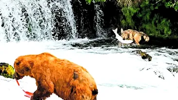 Un lup pescuieste dupa metoda ursului