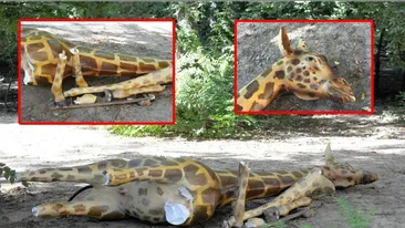 Socant! Doar in Romania puteai vedea asa ceva! Mai rau ca in Evul Mediu: au macelarit o girafa in centrul Capitalei! I-au taiat picioarele si   au intins-o pe jos! Imaginea ei te va face sa plangi