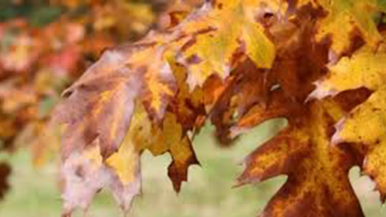 METEO 6 NOIEMBRIE: Vreme rece in toata tara